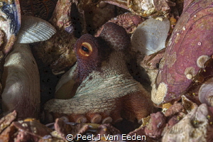 The octopus hide-away by Peet J Van Eeden 